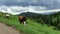 Cows grazing on alpine pasture in Ciucas mountains , Romania