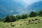 Cows grazing in an alpine valley. Valle d` Ayas, Italy