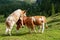 Cows Grazing in the Alps