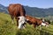 Cows grazing in the Alps French