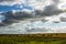 Cows grazing in the Argentine countryside,