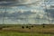 Cows grazing in the Argentine countryside,