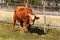 Cows on grazing. Autumn on the farm. Cattle breeding. Agricultural farm in the Czech Republic.