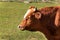 Cows on grazing. Autumn on the farm. Cattle breeding. Agricultural farm in the Czech Republic.