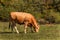 Cows on grazing. Autumn on the farm. Cattle breeding. Agricultural farm in the Czech Republic.