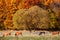 Cows Grazing in a autumn farmland pasture.