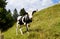 cows grazing in the Bavarian Alps, Nesselwang, Allgaeu or Allgau, Germany
