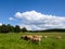 Cows grazing in the Cevennes mountains, France