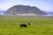 Cows grazing on the coast of California with large island-looking hill