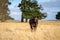 Cows grazing on dry pasture in a drought, in Australia