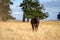 Cows grazing on dry pasture in a drought, in Australia