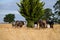 Cows grazing on dry pasture in a drought, in Australia