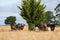 Cows grazing on dry pasture in a drought, in Australia