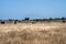 Cows grazing on dry pasture in a drought, in Australia