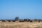 Cows grazing on dry pasture in a drought, in Australia