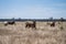 Cows grazing on dry pasture in a drought, in Australia