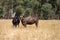 Cows grazing on dry pasture in a drought, in Australia