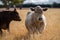 Cows grazing on dry pasture in a drought, in Australia