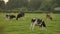 Cows grazing, eating grass in a field on a farm at dusk