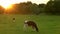 Cows grazing, eating grass in a field on a farm at sunset or sunrise