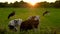 Cows grazing, eating grass in a field on a farm at sunset or sunrise