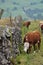 Cows grazing in English countryside