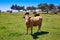 Cows grazing in Extremadura Dehesa Spain
