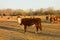 Cows grazing at a farm in the united states