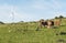 Cows grazing in the field