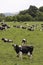 Cows in grazing field