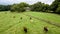 Cows grazing in field with elegant country estate in background