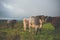 Cows Grazing in the Field with Hadrian`s Wall in the Distance