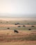 Cows Grazing in a Field with a Hazy Sky