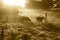 Cows grazing in a field meadow at sunrise with sun rays shining through the trees.