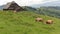 Cows grazing in field, Moieciu, Bran, Romania