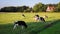 Cows grazing in the field near Ootmarsum Overijssel, The Netherlands on a summer evening