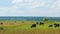 Cows Grazing On A Field In Summer. Herd Of Black Cows Grazing. Open Farm With Cattle On Field In Countryside Farm.