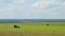 Cows Grazing On A Field In Summer. Herd Of Black Cows Grazing. Open Farm With Cattle On Field In Countryside Farm.