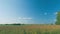 Cows Grazing On A Field In Summer. Herd Of Black Cows Grazing. Open Farm With Cattle On Field In Countryside Farm.