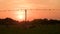 Cows grazing in a field at sunset and birds crows flying from and sitting on overhead telephone or power wires or cables