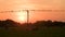 Cows grazing in a field at sunset and birds crows perched sitting on overhead telephone or power wires or cables