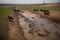 cows grazing in field surrounded by visible runoff, with polluted waters downstream