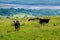 Cows grazing fresh green grass in a meadow. Rural landscape. County Sligo, Ireland. Farming industry