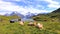 Cows grazing in front of the beautiful Bachalpsee lake in Switzerland. Snow-capped mountains Eiger, Jungfrau, and Monch