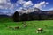 Cows grazing in front of the Wilder Kaiser Mountainsin a sunny autumn day.