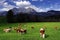 Cows grazing in front of the Wilder Kaiser Mountainsin a sunny autumn day.