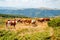 Cows grazing the grass on the Balkan Mountains (Stara Planina) in Serbia