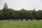 Cows grazing grass on meadow