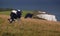 Cows grazing grass near Swanage