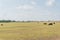 Cows grazing grass under cloud blue sky on prairie in Waxahachie, Texas, USA